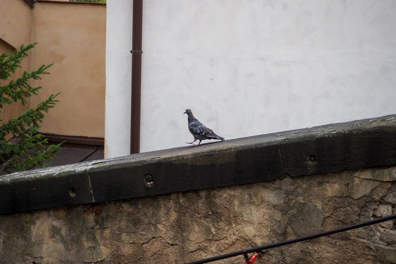 A Pigeon's Way, Prague, Czechia