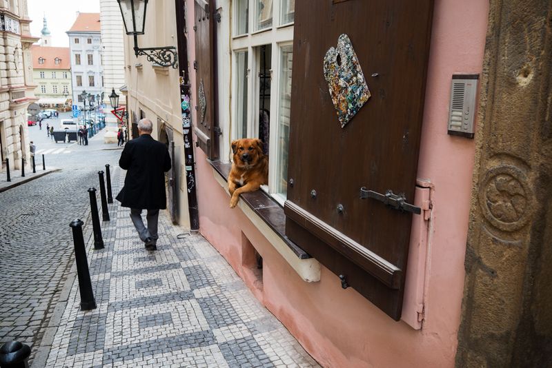 A Dog's View from the Windowsill, Prague, Czechia
