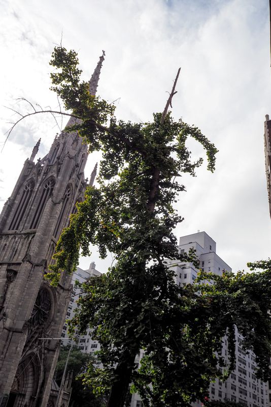 Tree and a Cathedral, New York City, USA