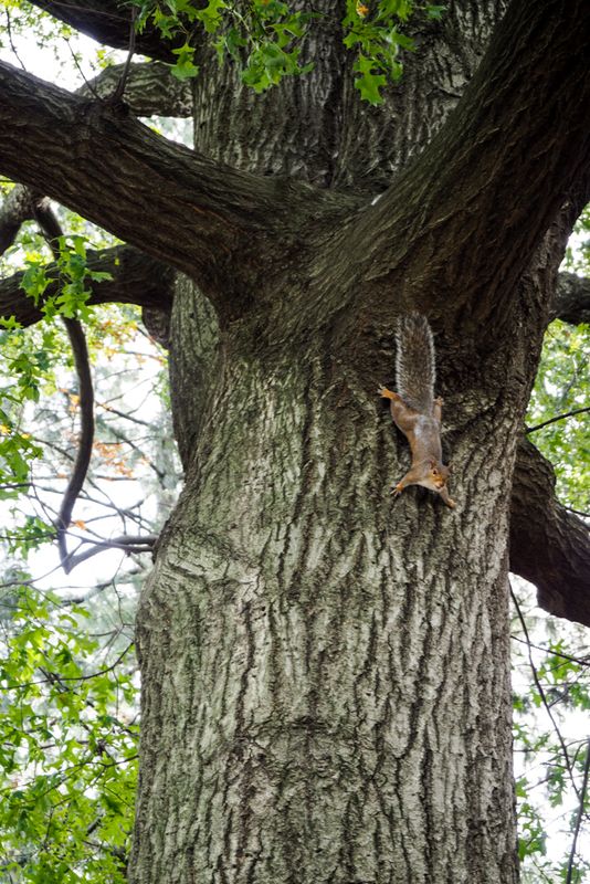 Up High Too in Central Park, New York City, USA