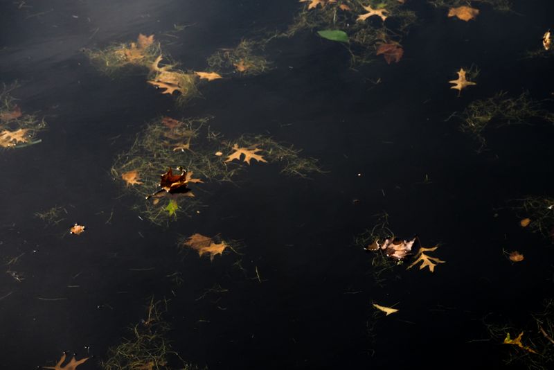 Autum Leaves Are Falling, Central Park, New York City, USA