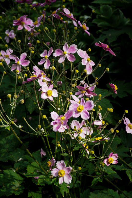 Pink Flowers Found in Central Park, New York City, USA