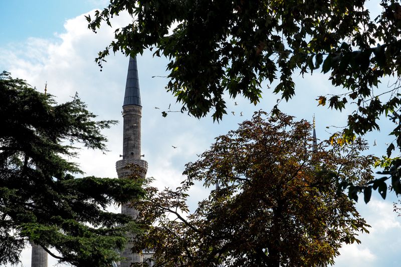 Mosque Minaret and Birds Between the Trees, Istanbul, Turkey