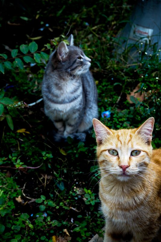 Cats Eyes, Istanbul, Turkey