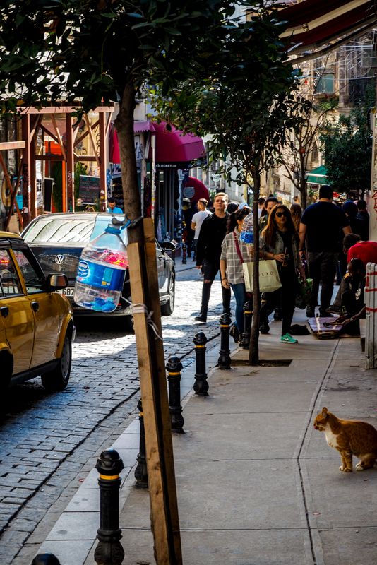 A Cat on the Street in Istanbul, Turkey