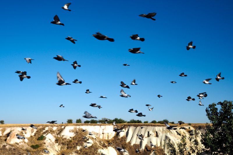 Pigeons Over the Valley, Pigeon Valley, Uchisar, Cappadocia, Turkey