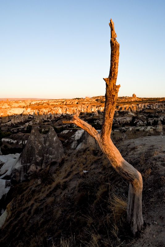 Lone Tree Up Above Goreme, Cappadocia, Turkey