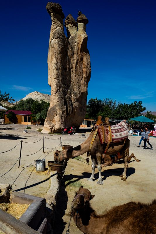 Camels and Chimneys of Paşabağ, Cappadocia, Turkey