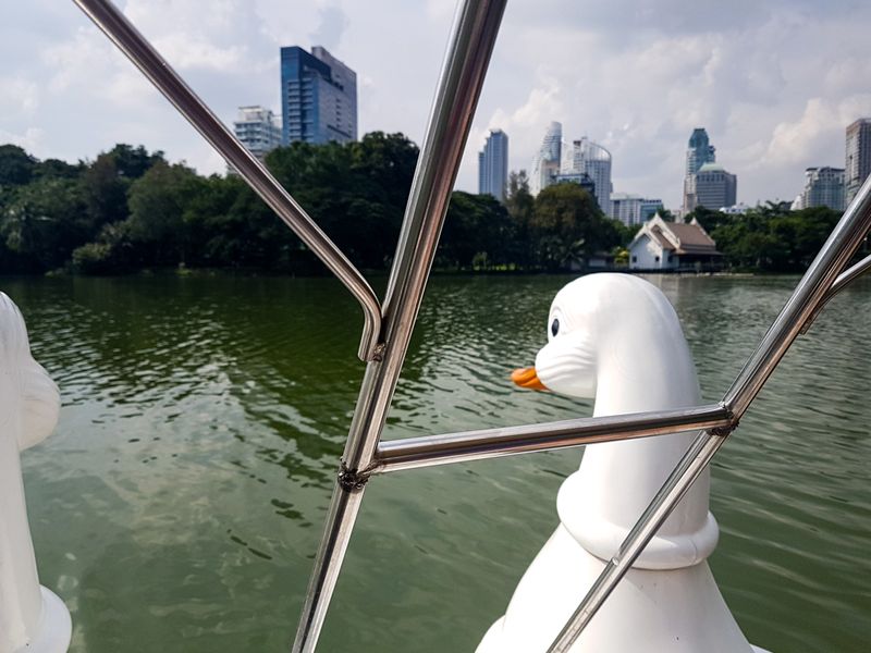 Swans on the Pedalo on Lumphini Park Lake, Bangkok, Thailand