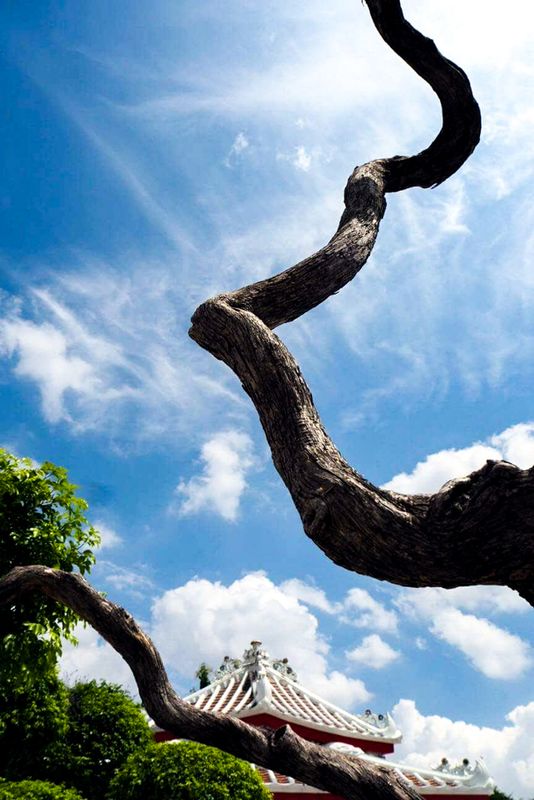 Tree Branches Reaching, Wat Arun, Bangkok, Thailand