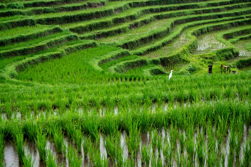 An Egret in a Rice Paddy, Bali, Indonesia