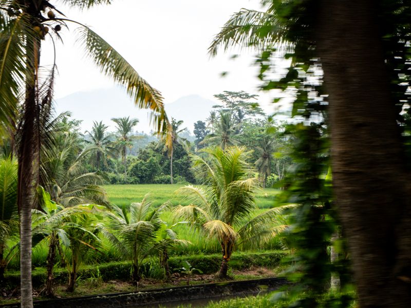 Between the Rainforest and the Monkey Forest, Bali, Indonesia