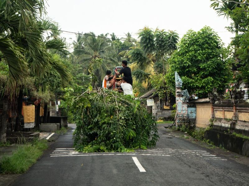 Clearing The Trees Along The Street, Ubud, Bali, Indonesia
