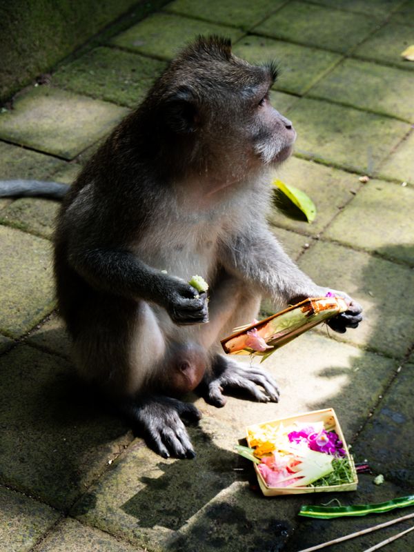 Ubud, Bali, Indonesia