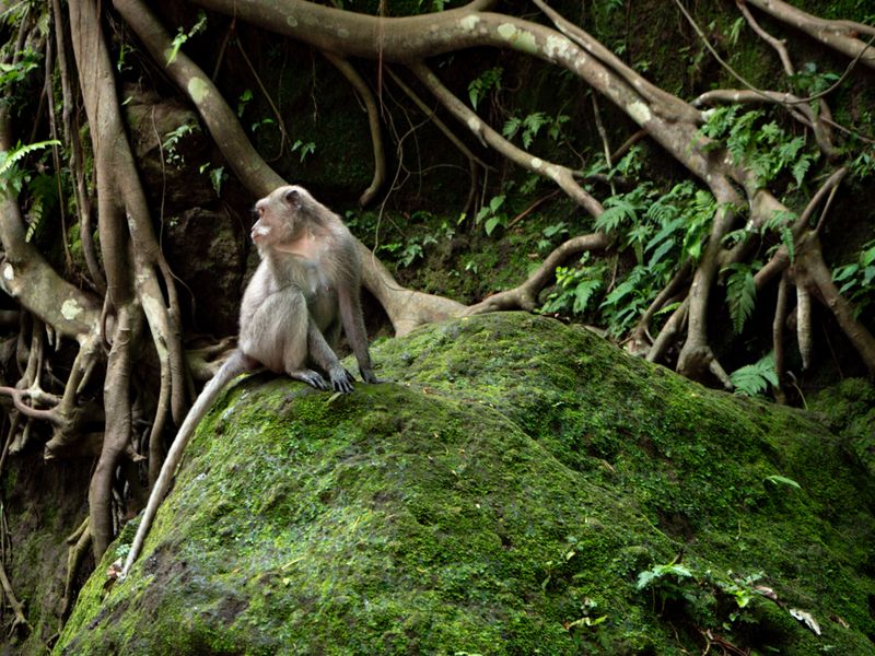 Ubud, Bali, Indonesia