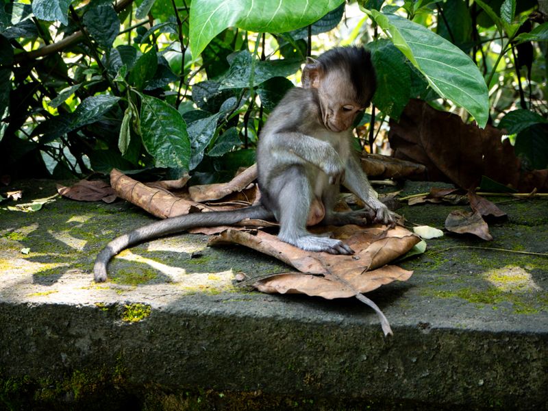 Ubud, Bali, Indonesia