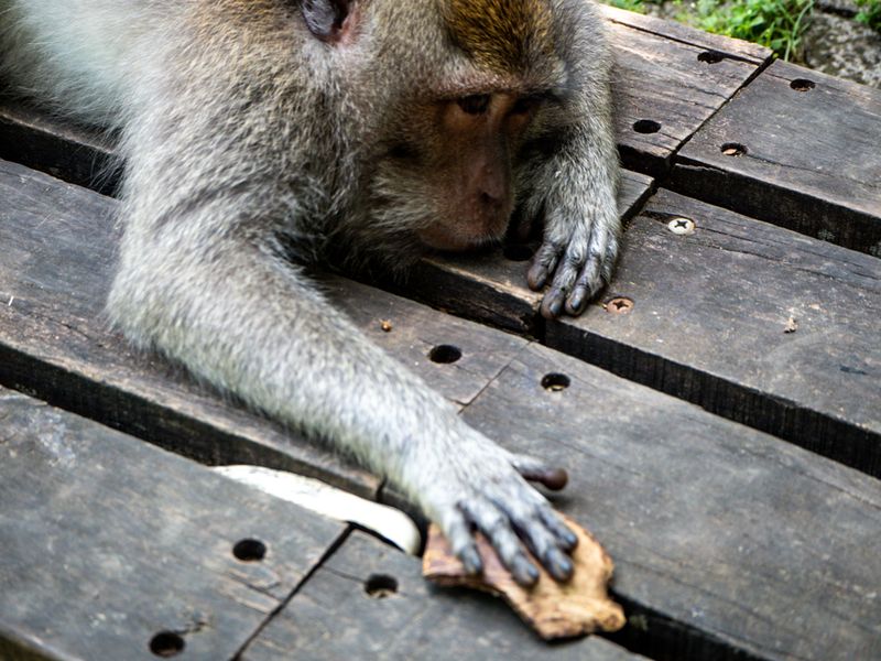 Ubud, Bali, Indonesia