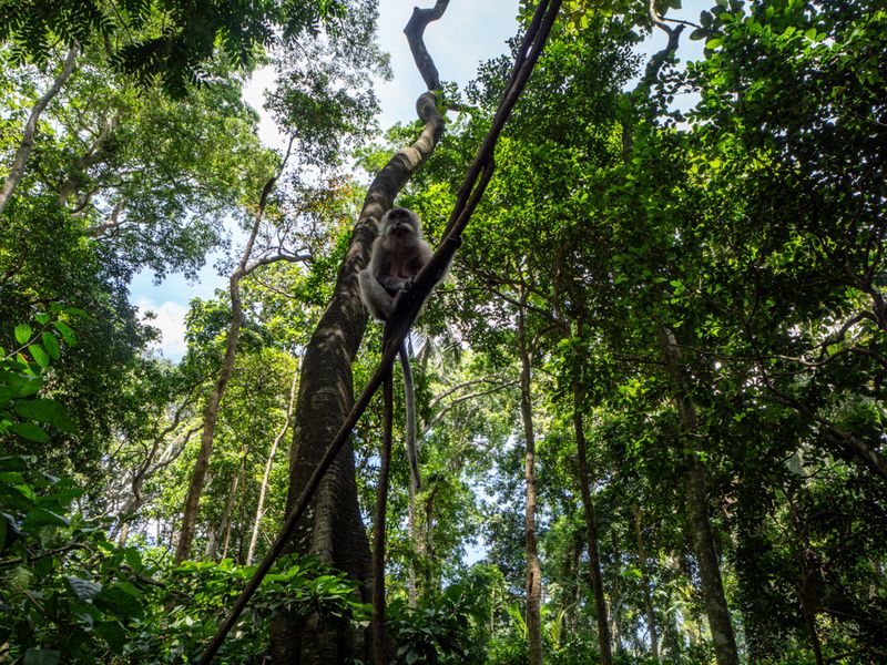 Ubud, Bali, Indonesia