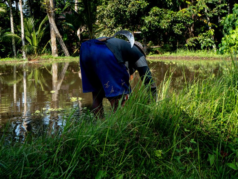 With his Scythe in the Field, Bali, Indonesia