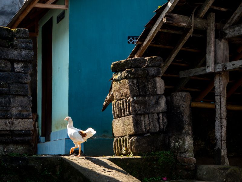White Chicken Blue Wall, Ubud, Bali, Indonesia
