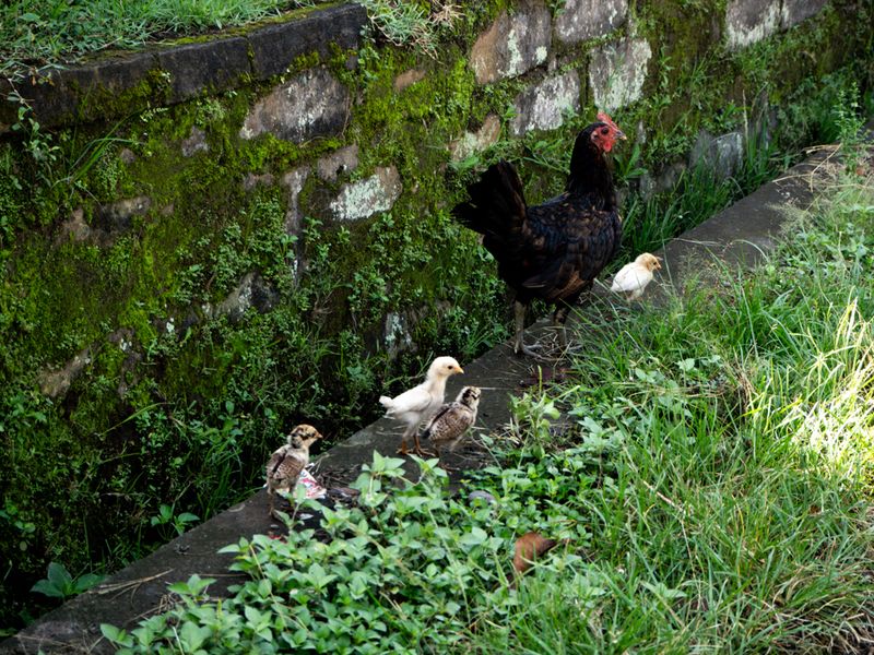 A Hen With Her Chicks in Ubud, Bali, Indonesia