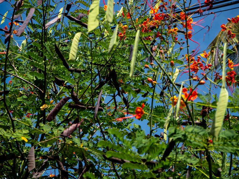 Red Are the Flowers, Bali, Indonesia