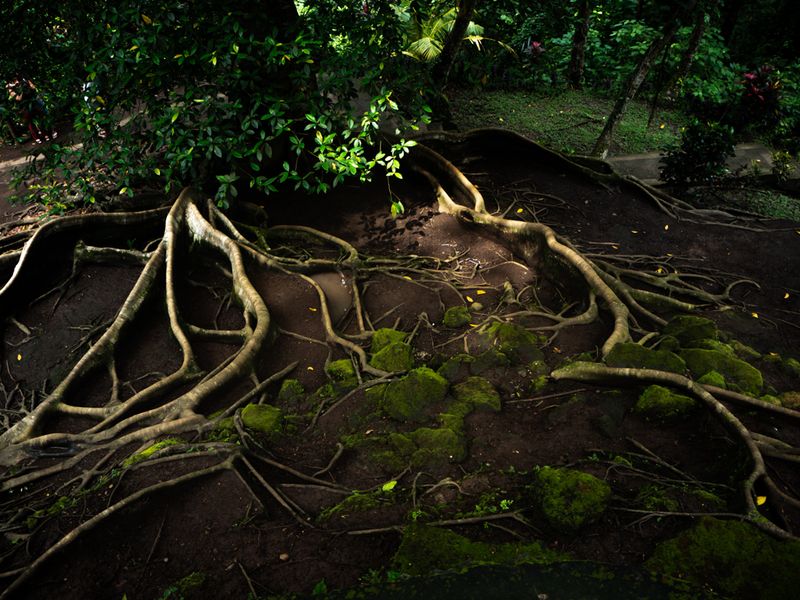 Roots, Goa Gajah, Bali, Indonesia