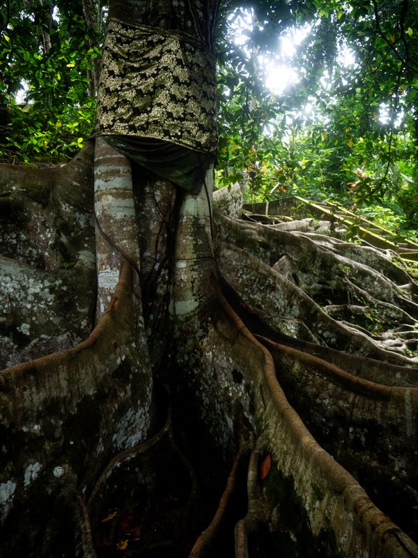 Deep Roots, Goa Gajah, Bali, Indonesia