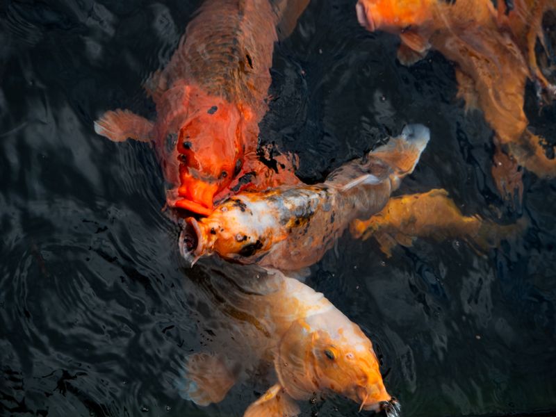 Koi at Tirta Gangga, Bali, Indonesia