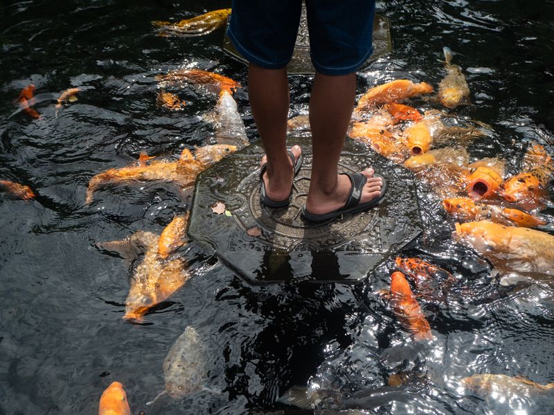 Standing With The Koi All Around, Tirta Gangga, Bali, Indonesia