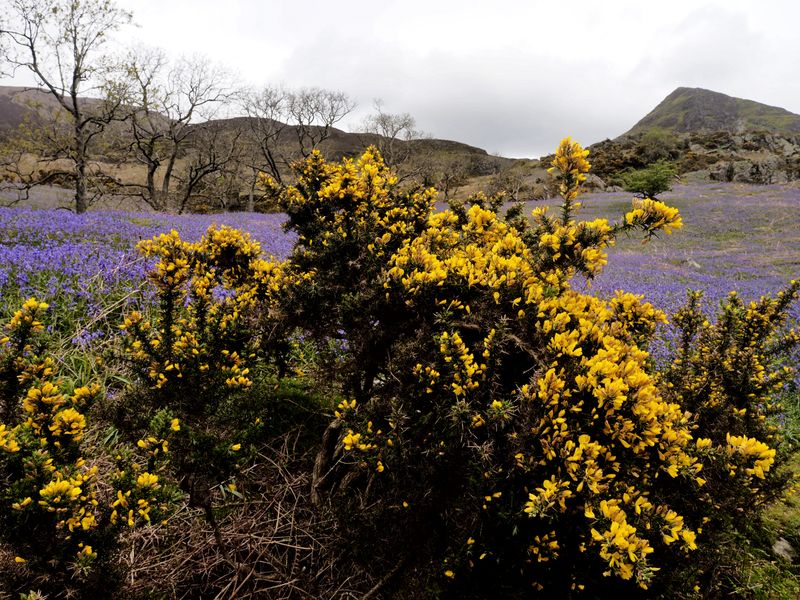 Rannerdale Knotts, The Lake District, UK