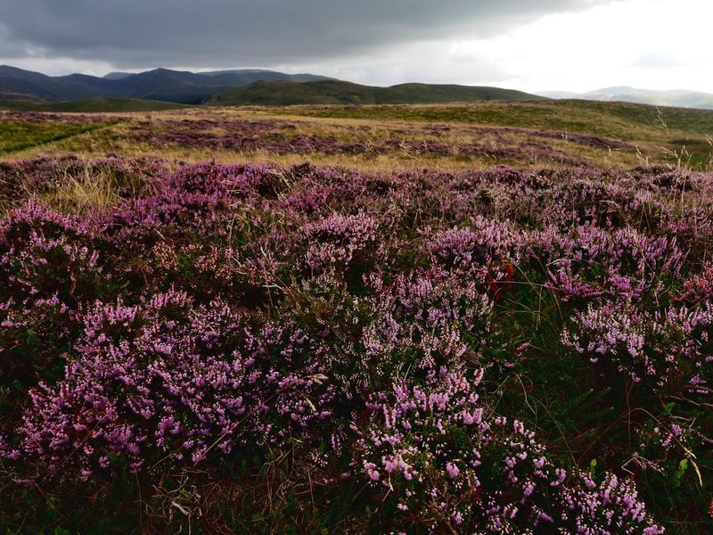 Ling Fell, The Lake District, UK