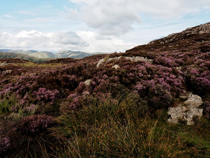 Lingmoor Fell, The Lake District, UK