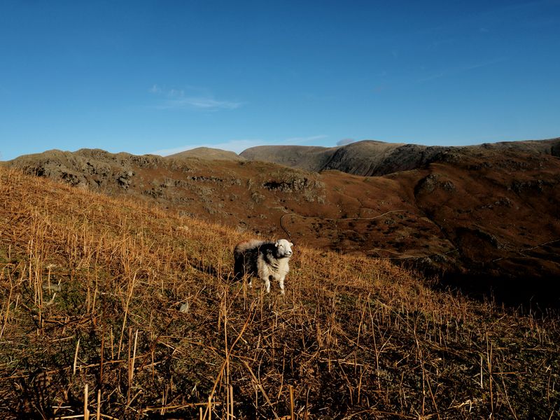 Tarn Crag (C), The Lake District, UK