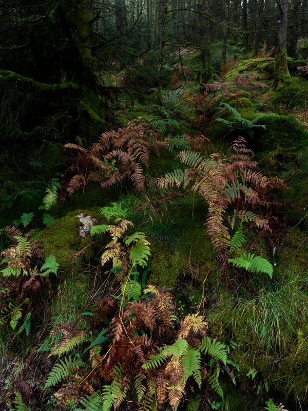 Harter Fell (S), The Lake District, UK