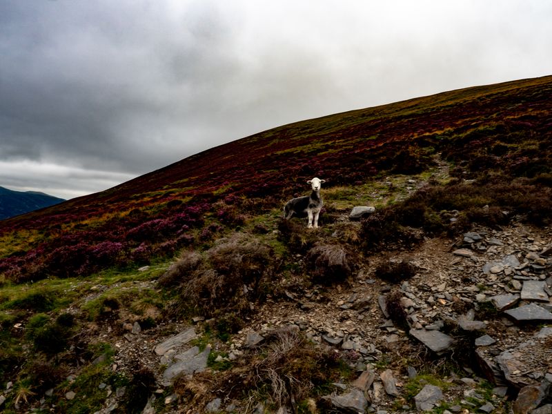 Lonscale Fell, The Lake District, UK