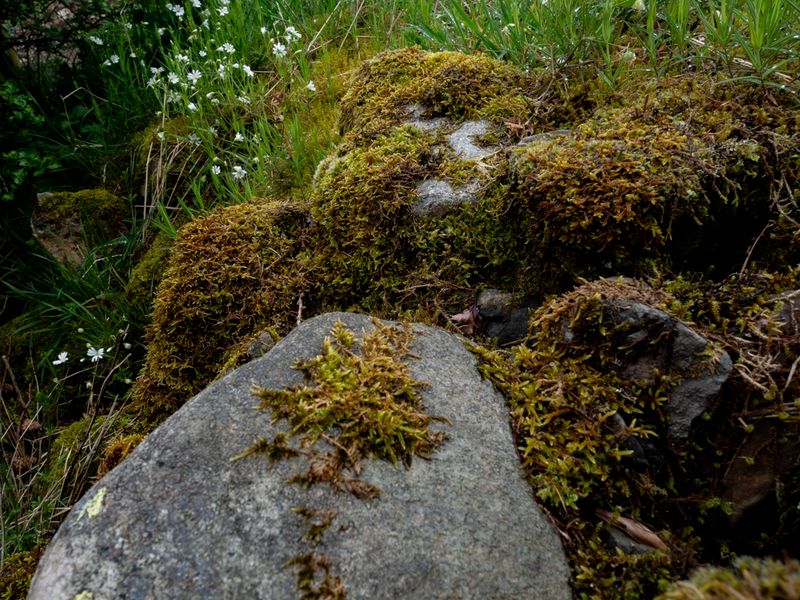 Meal Fell, The Lake District, UK