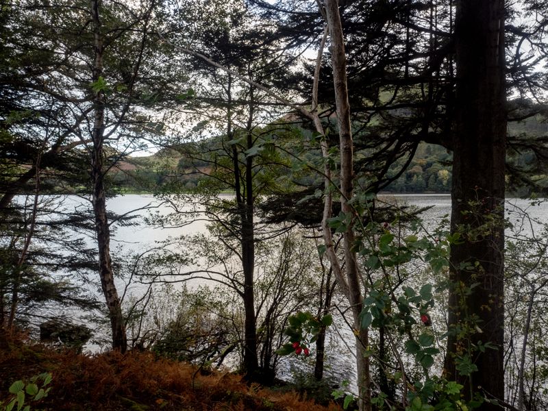 Low Fell/Loweswater, The Lake District, UK