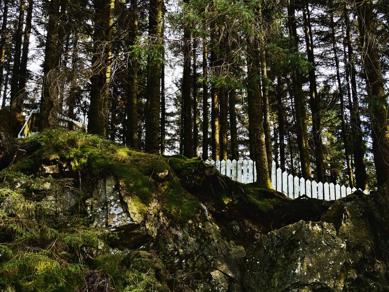 Grizedale, The Lake District, UK
