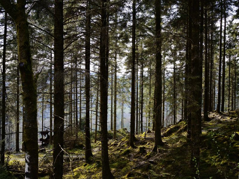 Grizedale, The Lake District, UK