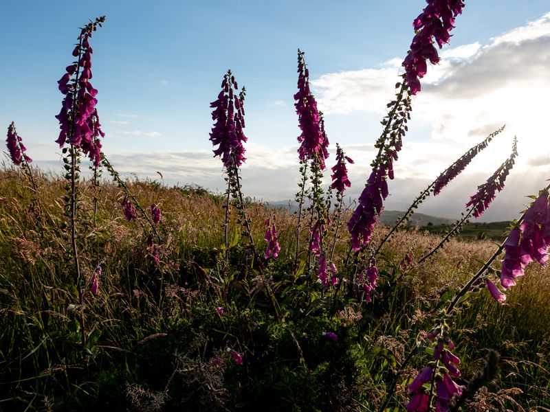 Hugill Fell, The Lake District, UK