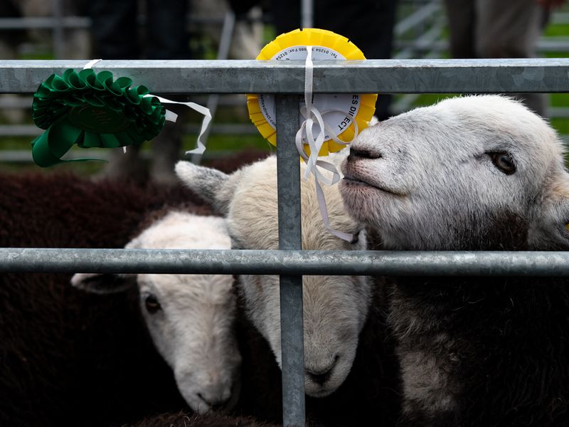 Hawkshead Agricultural Show, The Lake District, UK