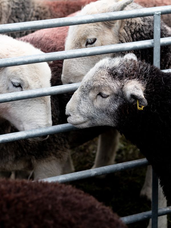 Hawkshead Agricultural Show, The Lake District, UK