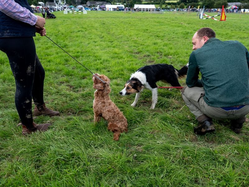 Hawkshead Agricultural Show, The Lake District, UK