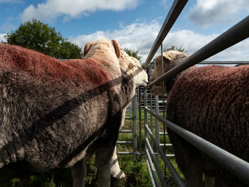 Hawkshead Agricultural Show, The Lake District, UK
