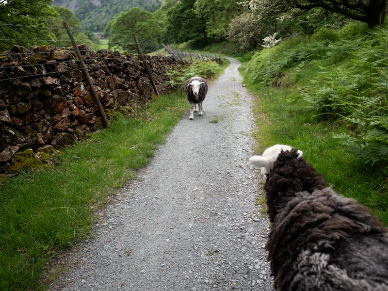 Yew Tree Farm, The Lake District, UK