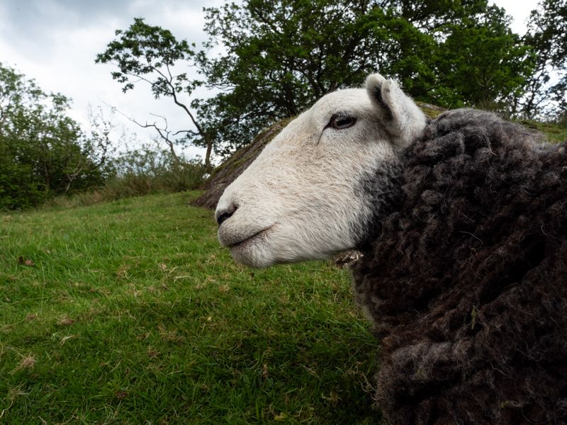 Yew Tree Farm, The Lake District, UK