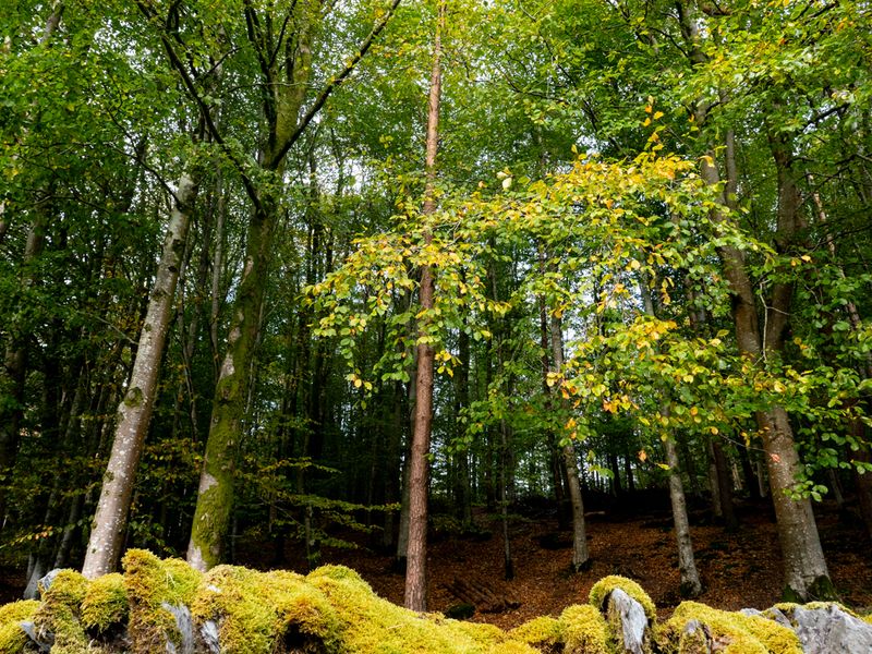 Rydal, The Lake District, UK