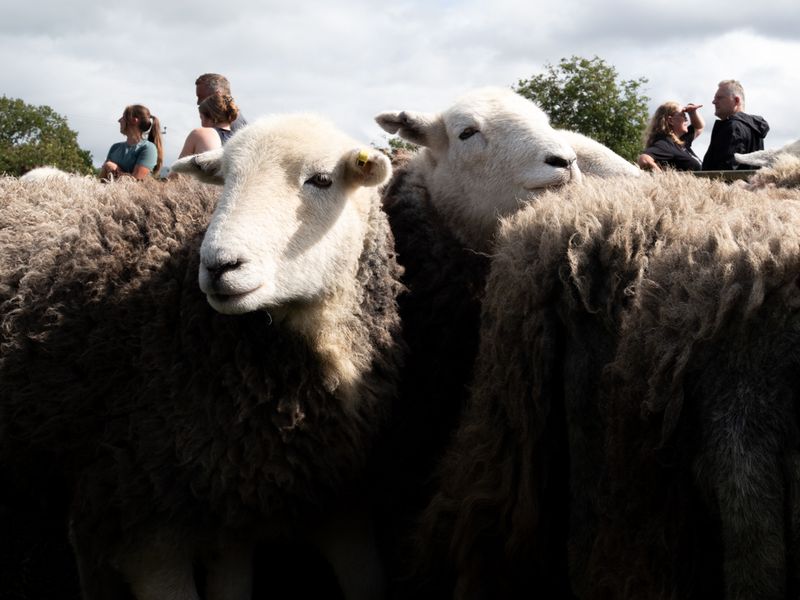 Keswick Show, The Lake District, UK
