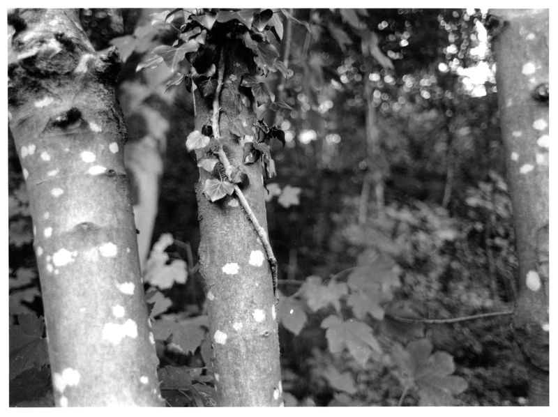 g13/64/477964/2/175493753.50a72257.JPEG